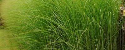 MISCANTHUS sinensis 'GRACILLIMUS' 01