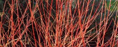 CORNUS sanguinea 'ANNY'S WINTER ORANGE' 01