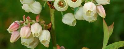 VACCINIUM corymbosum 'PATRIOT' 01