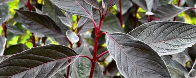 CORNUS alba NIGHTFALL (R) 'Verpaalen3' cov 01