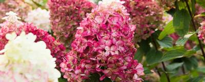 HYDRANGEA paniculata LIVING COLOURFUL COCKTAIL (R) 'LC NO15' cov 01