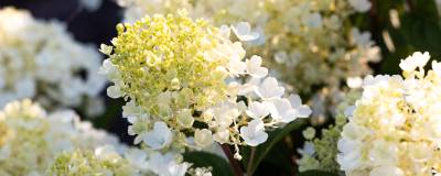HYDRANGEA paniculata LIVING LITTLE BLOSSOM (R) 'LC NO8' cov 01