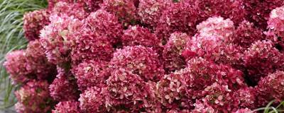 HYDRANGEA paniculata LIVING LITTLE ROSY (R) 'LC NO16' cov 01