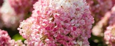 HYDRANGEA paniculata LIVING PINKY PROMISE (R) 'LC NO12' cov 01