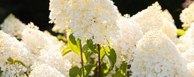 HYDRANGEA paniculata LIVING SUGAR RUSH (R) 'LC NO11' cov 01