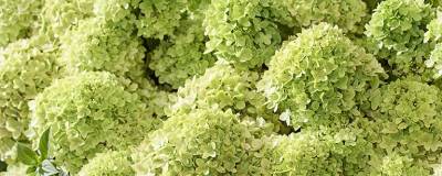 HYDRANGEA paniculata LIVING LITTLE APPLE (R) 'LC N024' cov 01