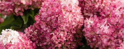 HYDRANGEA paniculata LIVING RED VELVET (R) 'LC NO19' cov 01