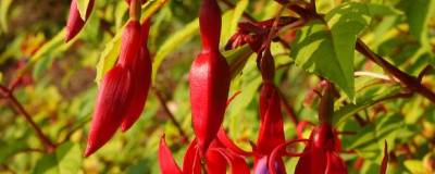 FUCHSIA 'GENII' 01