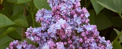 SYRINGA vulgaris 'PRESIDENT GREVY' 01