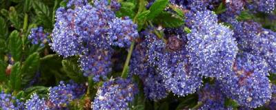 CEANOTHUS 'BLUE DIAMOND' cov 01