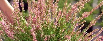 CALLUNA vulgaris 'ANETTE' cov 01