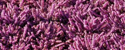 ERICA x darleyensis 'SPRING SURPRISE' 01