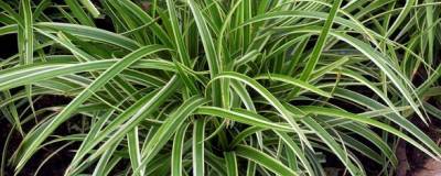 CAREX morrowii 'ICE DANCE' 01