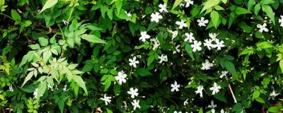 JASMINUM officinale 01