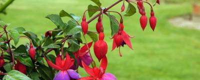 FUCHSIA 'CONTRASTE' 01