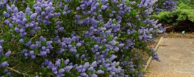 CEANOTHUS 'VICTORIA' 01