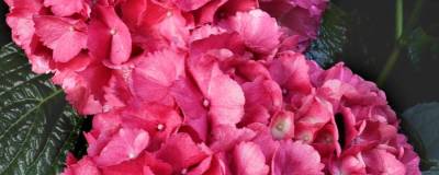 HYDRANGEA macrophylla 'RED BARON' 01