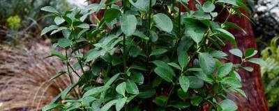 EUONYMUS japonicus GREEN MILLENIUM (R) 'Minmil' cov 01