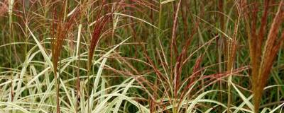 MISCANTHUS sinensis VARIEGATUS 01