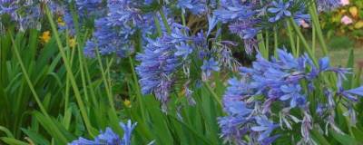 AGAPANTHUS africanus BLEU 01