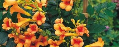 CAMPSIS x tagliabuana INDIAN SUMMER (R) 'Kudian' cov 01