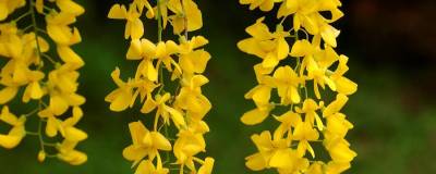 LABURNUM anagyroides 01