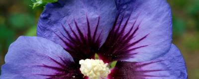 HIBISCUS syriacus ULTRAMARINE (R) 'Minultra' cov 01