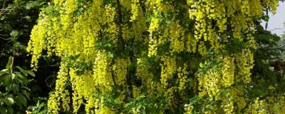 LABURNUM x watereri 'VOSSII' 01