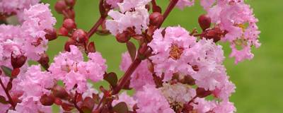 LAGERSTROEMIA indica PINK GRAND SUD (R) 01