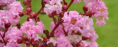 LAGERSTROEMIA indica PINK GRAND SUD (R) 01