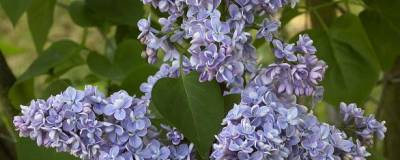 SYRINGA vulgaris 'CAPITAINE BALTET' 01