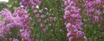 LAGERSTROEMIA indica MAUVE 01