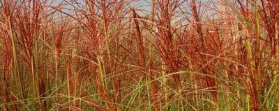 MISCANTHUS sinensis 'MORNING LIGHT' 01