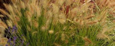 PENNISETUM alopecuroides 'HAMELN' 01