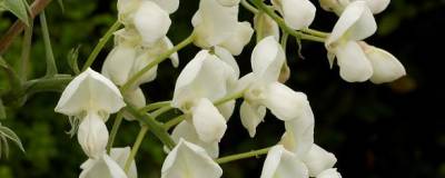 WISTERIA venusta 'ALBA' (= brachy.'SHIRO KAPITAN') 01