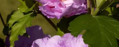 HIBISCUS syriacus LAVENDER CHIFFON (R) 'Notwoodone' cov 01