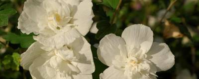 HIBISCUS syriacus WHITE CHIFFON (R) 'Notwoodtwo' cov 01