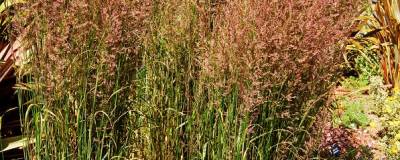 CALAMAGROSTIS x acutiflora 'KARL FOERSTER' 01