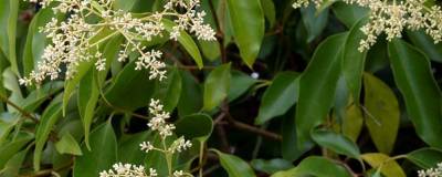 LIGUSTRUM japonicum 01