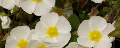 CISTUS monspeliensis 01