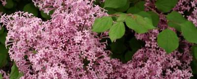 SYRINGA RED PIXIE 01