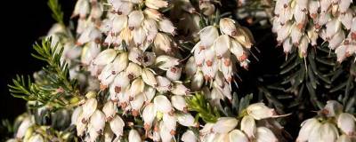 ERICA x darleyensis WINTERBELLES (R) 'KATIA' cov 01