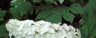 HYDRANGEA quercifolia SNOW QUEEN 'Flemygea' 01