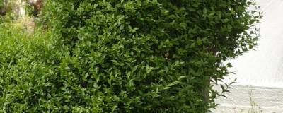 LIGUSTRUM ovalifolium 01