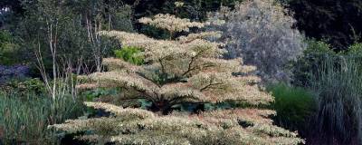 CORNUS controversa 'VARIEGATA' 01