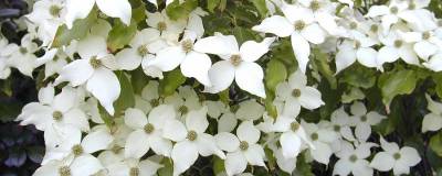 CORNUS kousa var. chinensis 'NICOLE' 01