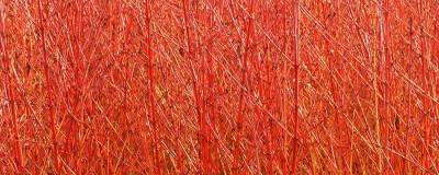 CORNUS sanguinea 'MID WINTER FIRE' 01