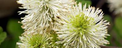 FOTHERGILLA major 01