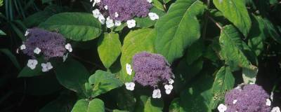 HYDRANGEA aspera 'MACROPHYLLA' 01