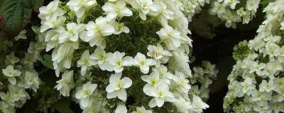HYDRANGEA quercifolia SNOWFLAKE 'Brido' 01
